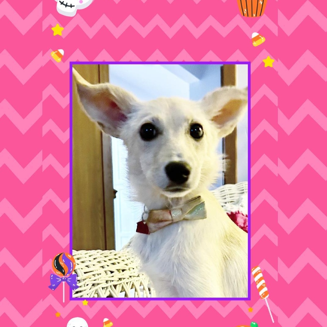 Enlarge Gigi, a Adoptable mixed breed in Lake Geneva, WI image 4/5