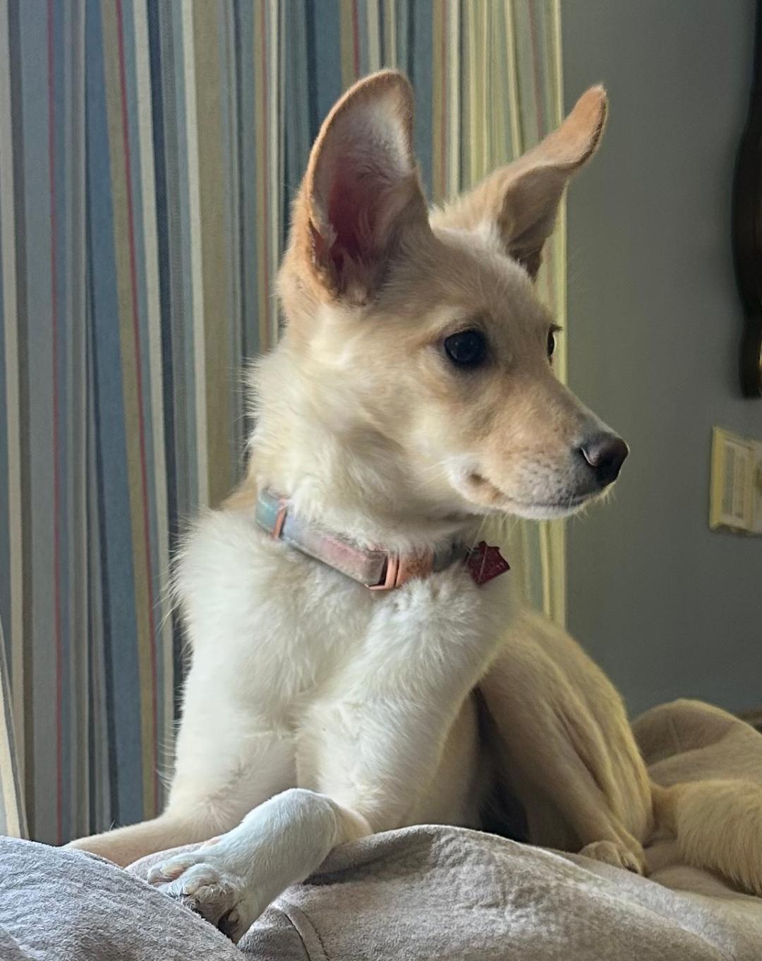 Gigi, Adoptable, Young Female Terrier.