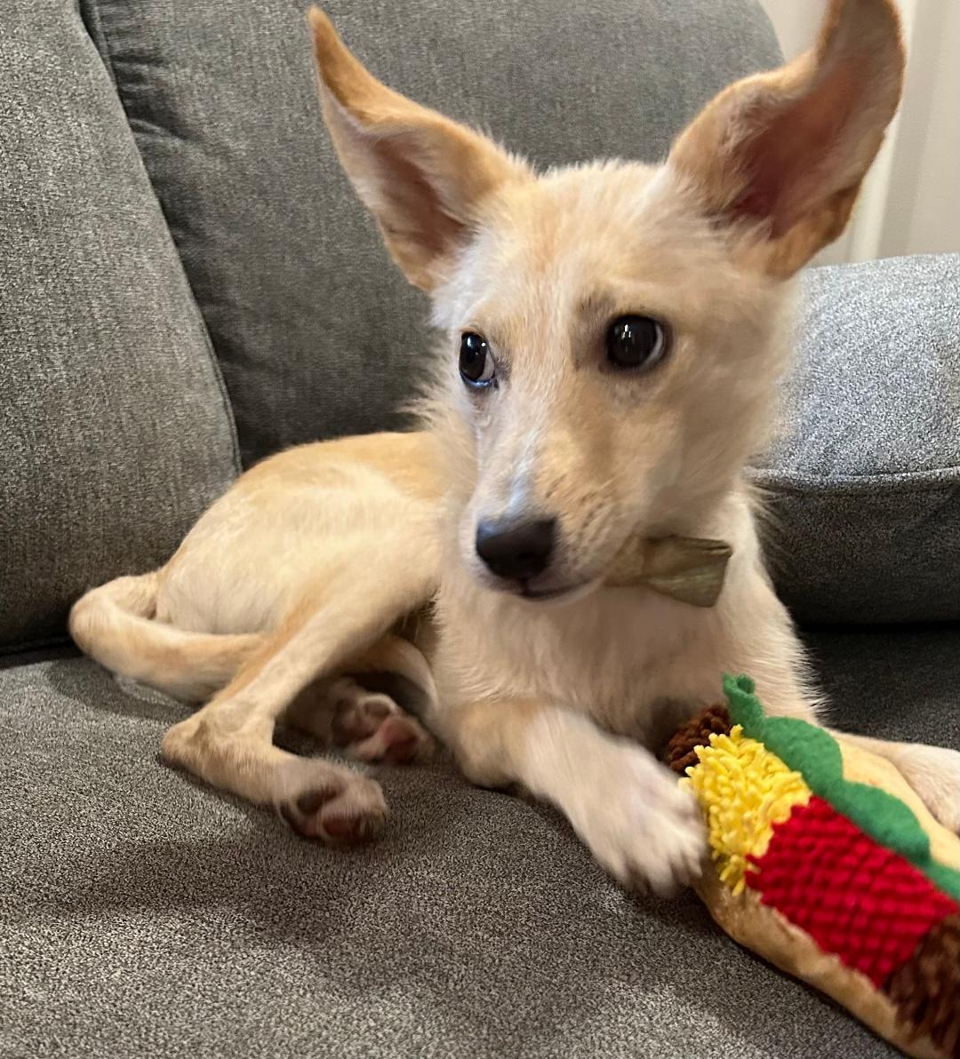 Enlarge Gigi, a Adoptable mixed breed in Lake Geneva, WI image 5/5