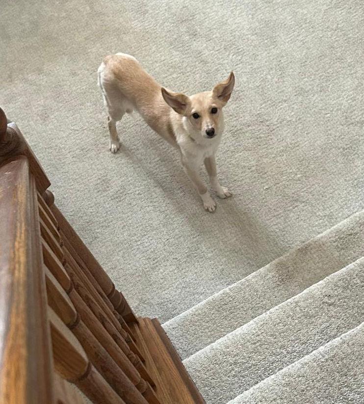 Enlarge Gigi, a Adoptable mixed breed in Lake Geneva, WI image 2/6