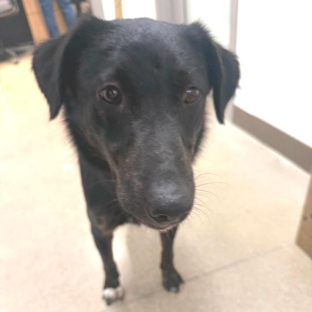 Faye, a Adoptable mixed breed in Sand Springs, OK image 1/6