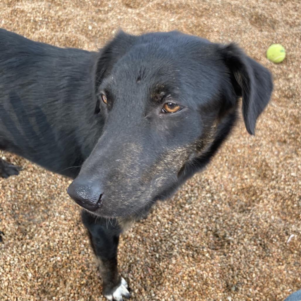 Faye, a Adoptable mixed breed in Sand Springs, OK image 2/6
