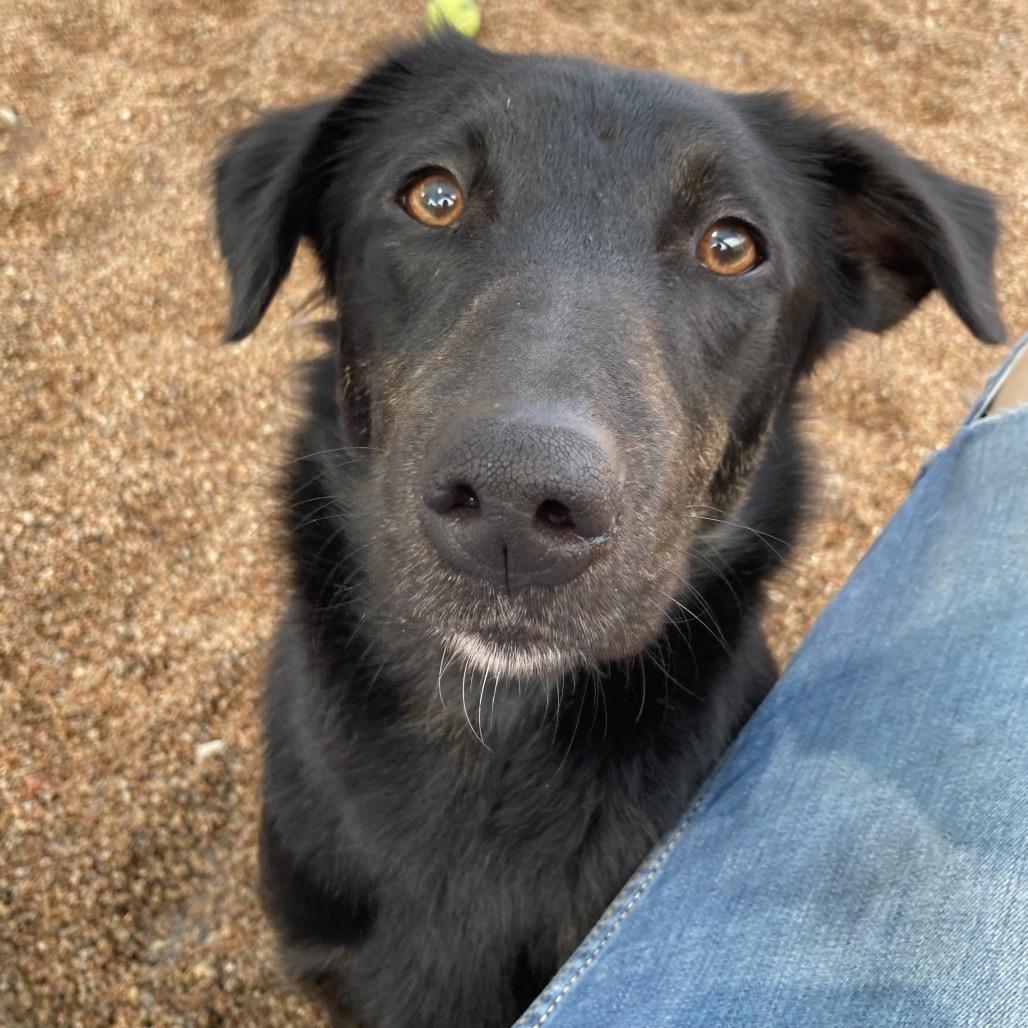 Faye, a Adoptable mixed breed in Sand Springs, OK image 3/6