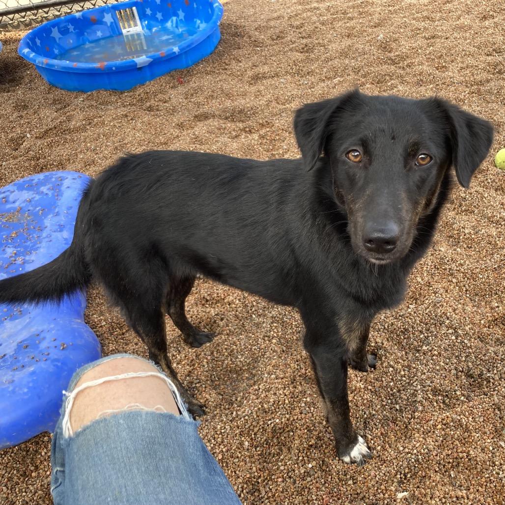 Faye, a Adoptable mixed breed in Sand Springs, OK image 4/6