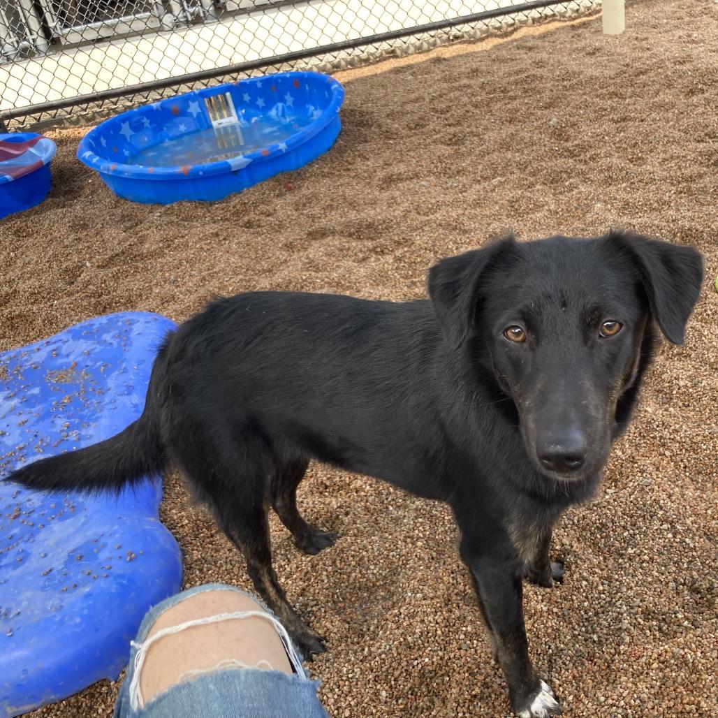 Faye, a Adoptable mixed breed in Sand Springs, OK image 5/6