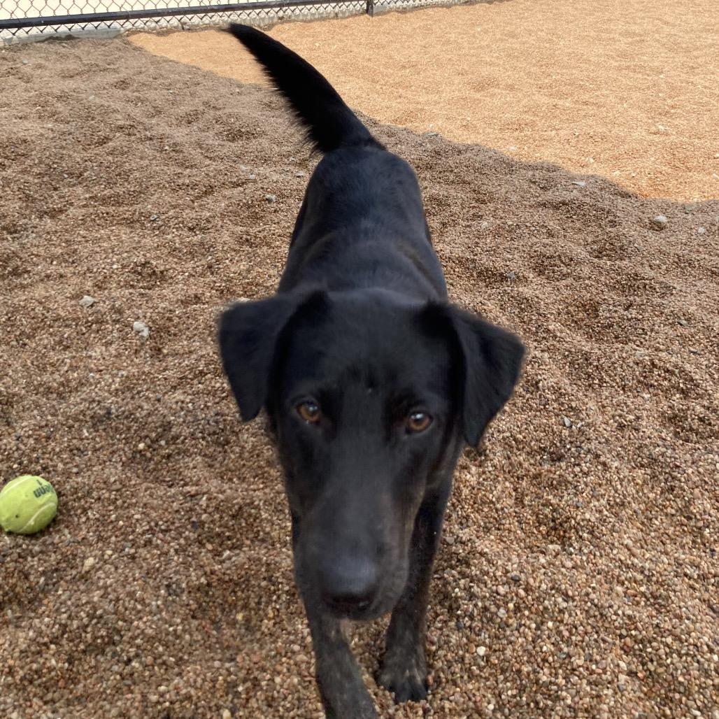 Faye, a Adoptable mixed breed in Sand Springs, OK image 6/6