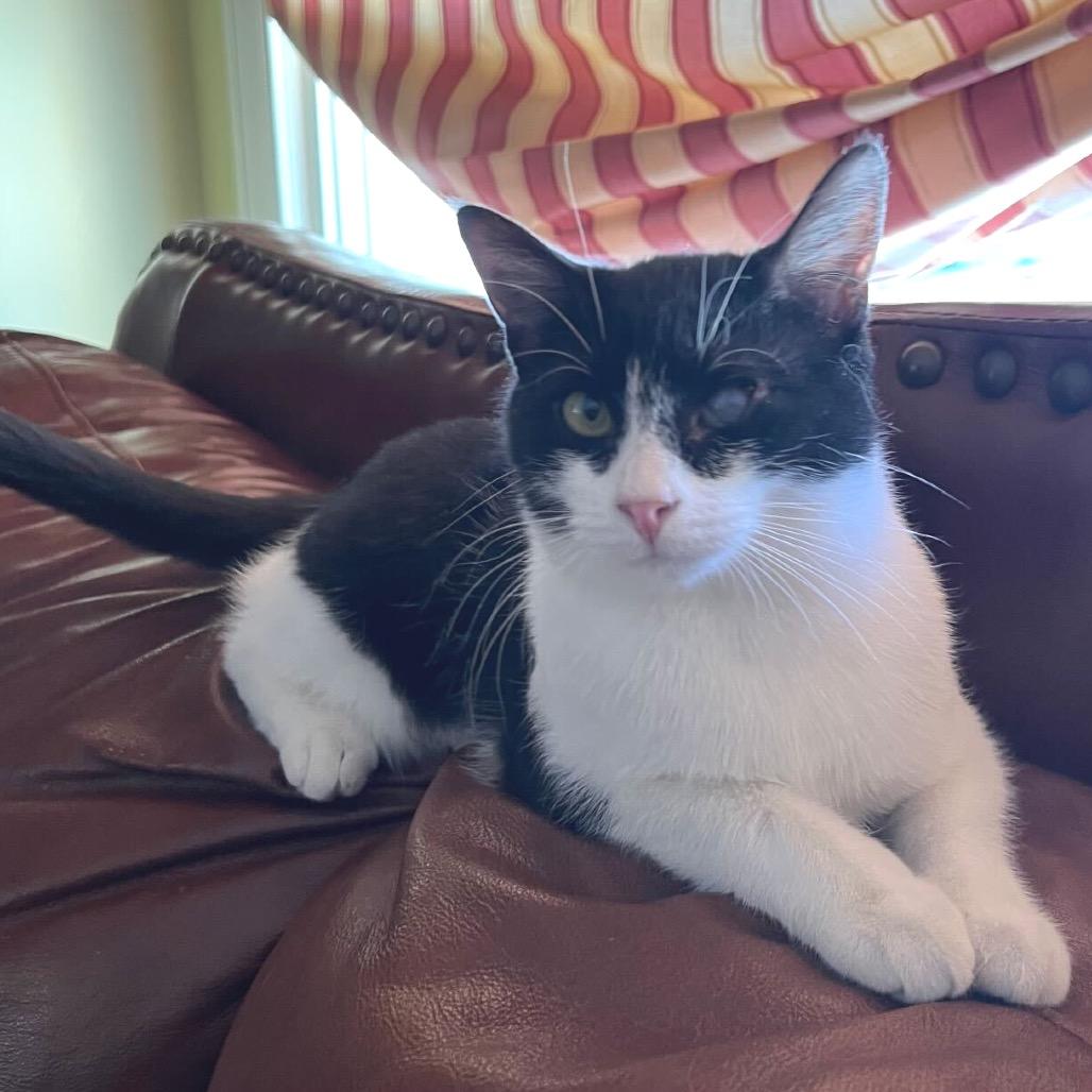 Enlarge Sassy, a Adoptable Domestic Short Hair in Howard beach, NY image 1/3
