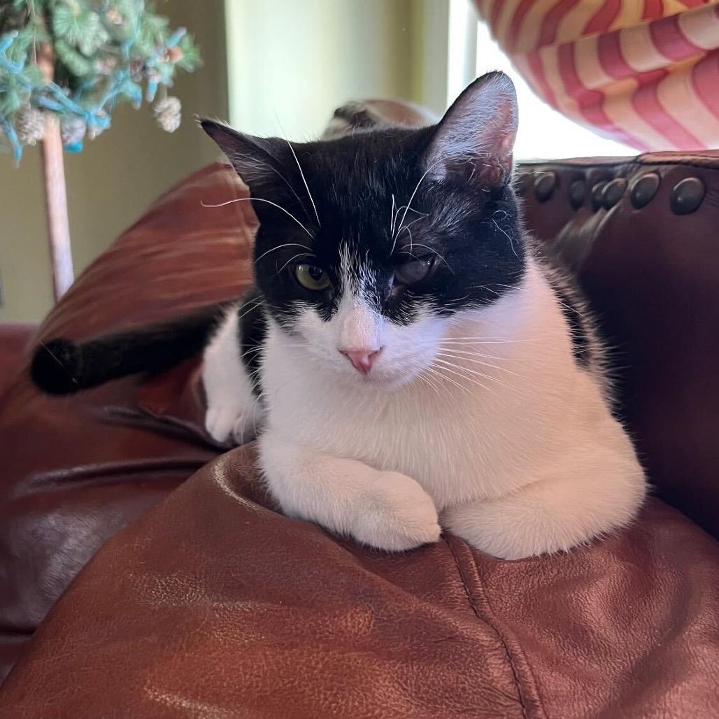 Enlarge Sassy, a Adoptable Domestic Short Hair in Howard beach, NY image 2/3