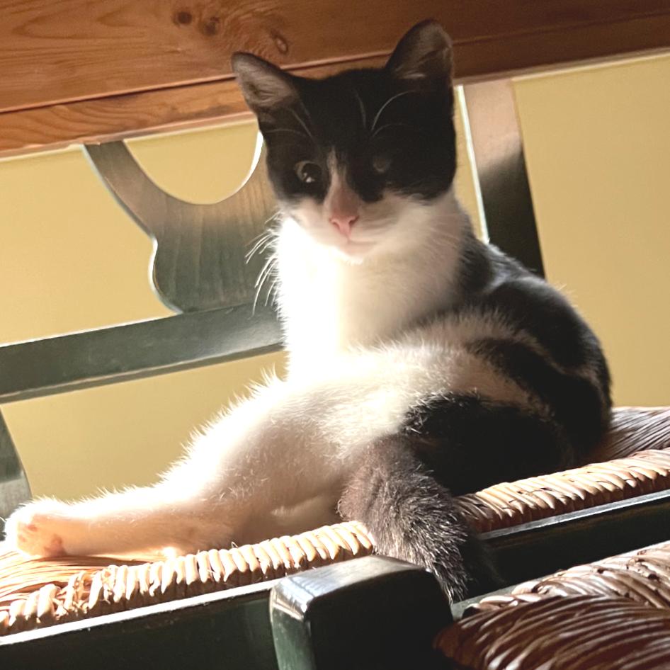 Enlarge Sassy, a Adoptable Domestic Short Hair in Howard beach, NY image 3/3