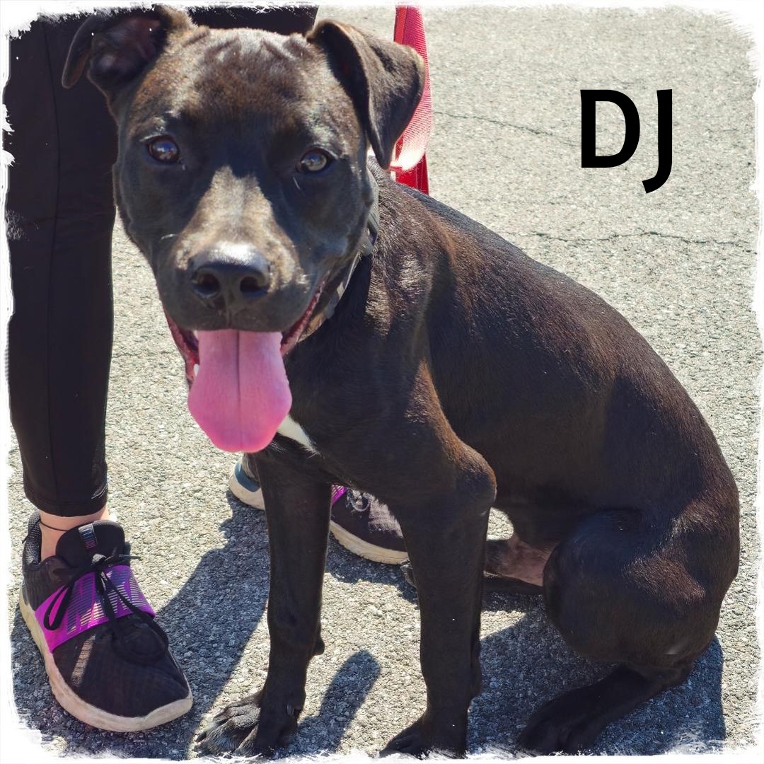 DJ, a Adoptable mixed breed in Whiting, IN image 2/3