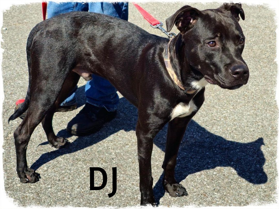DJ, a Adoptable mixed breed in Whiting, IN image 3/3