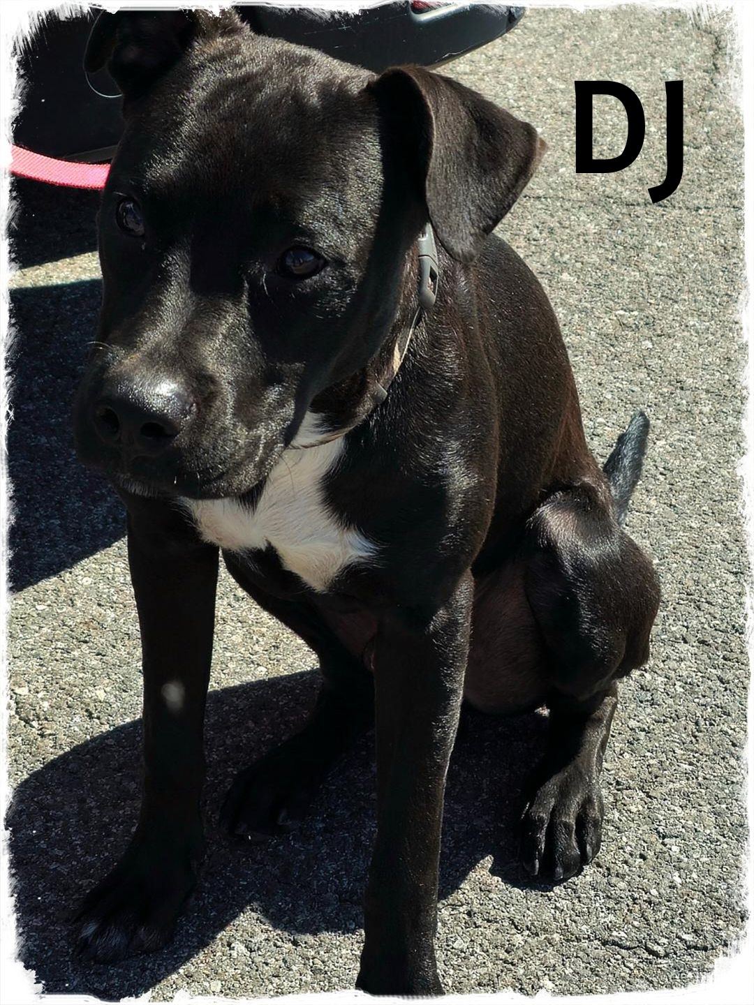 DJ, a Adoptable mixed breed in Whiting, IN image 1/3