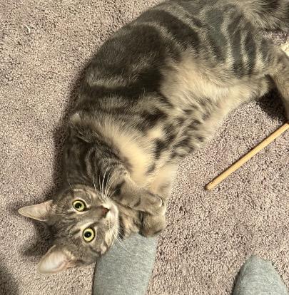 Enlarge Walnut, an adopted Tabby in Cincinnati, OH image 2/3