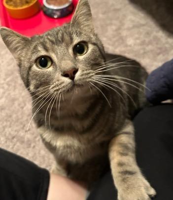 Enlarge Walnut, an adopted Tabby in Cincinnati, OH image 3/3