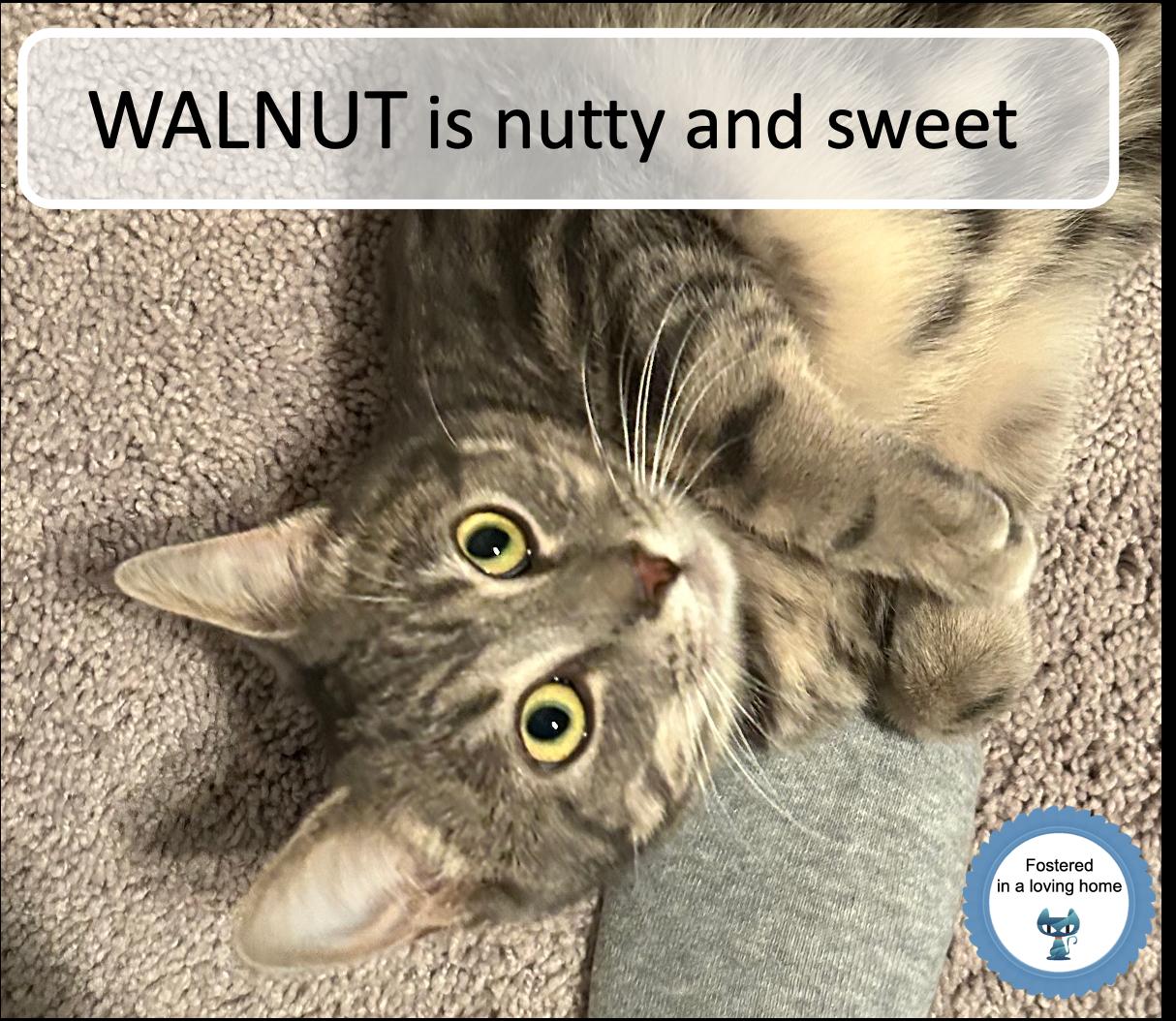 Enlarge Walnut, an adopted Tabby in Cincinnati, OH image 1/3