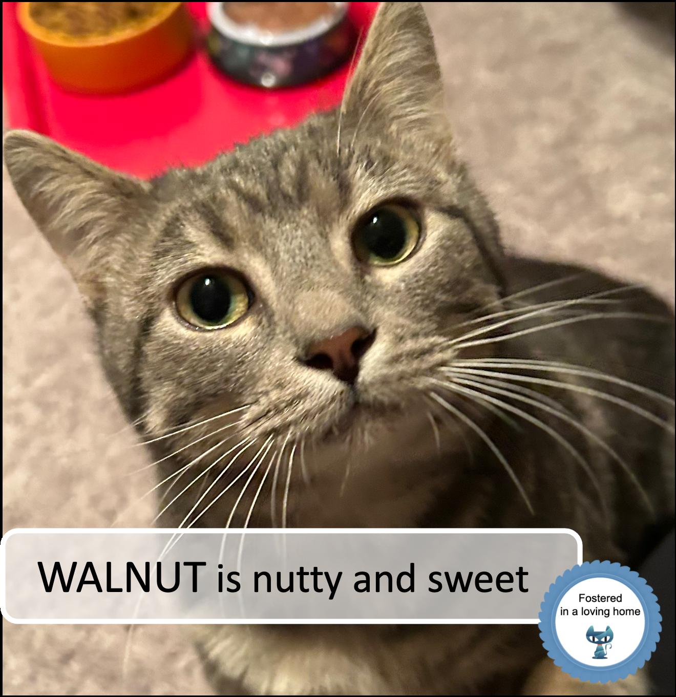 Walnut, ADOPTABLE, Kitten Male Tabby.