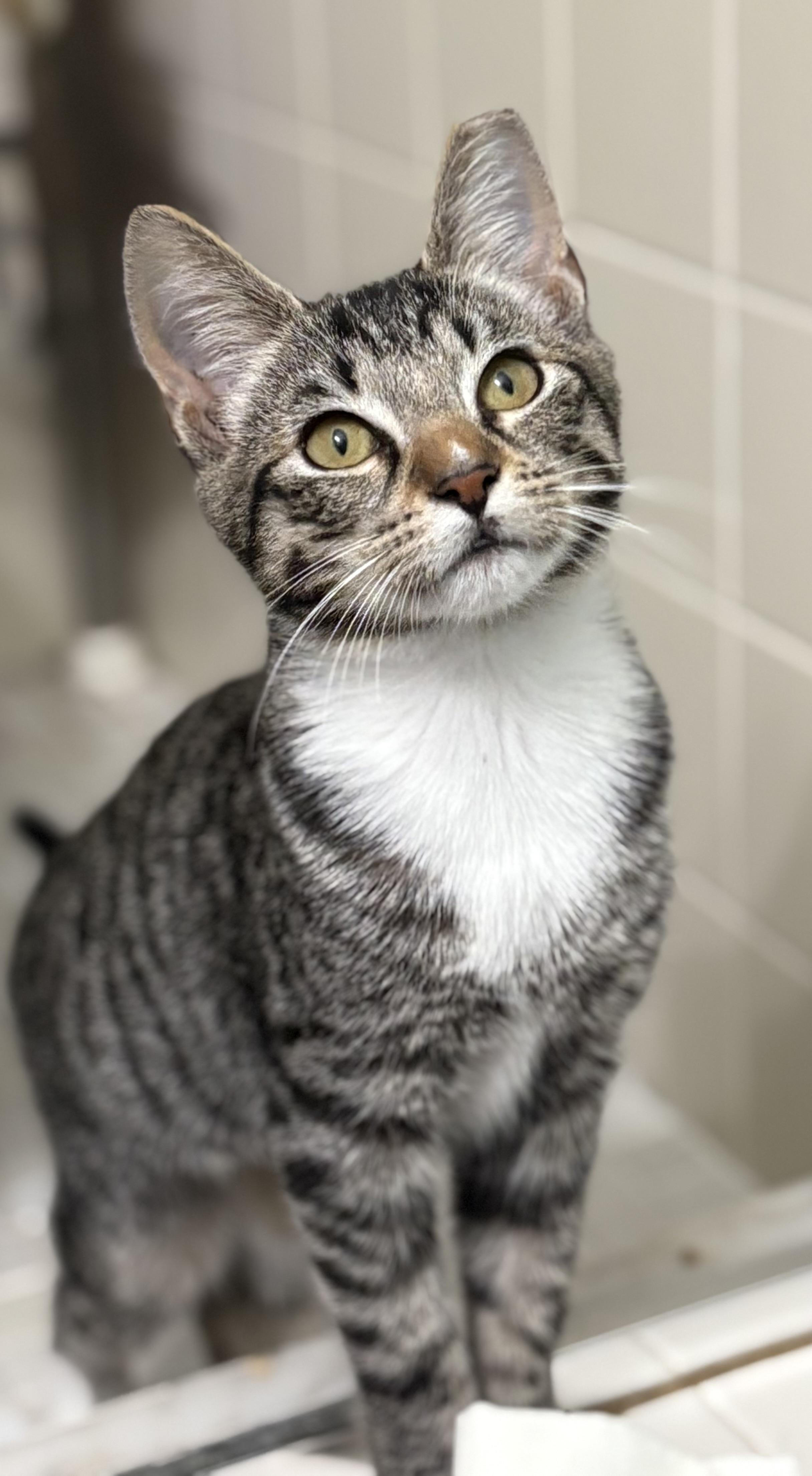 Chicklet, ADOPTABLE, Young Female Tabby.