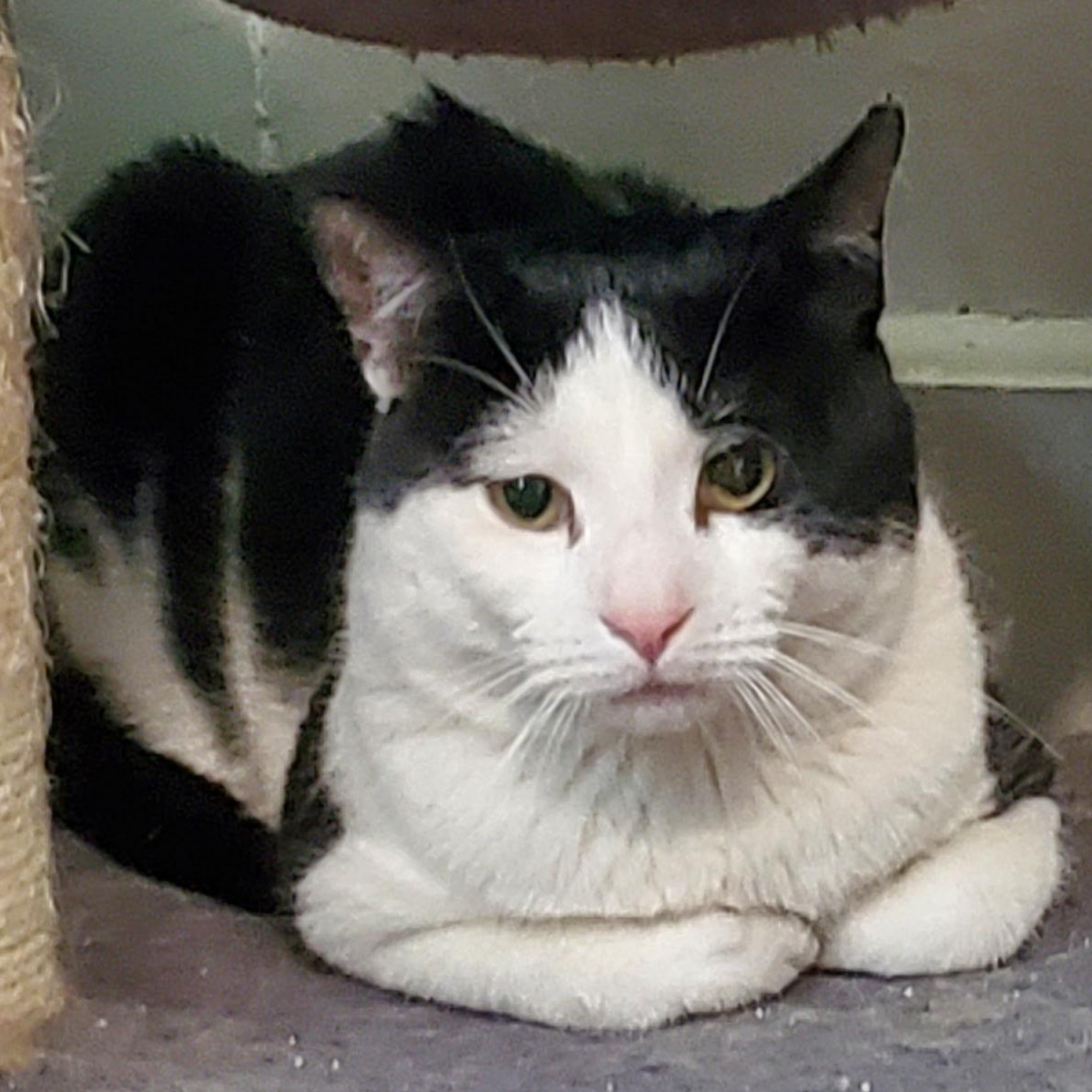Tocchet, ADOPTABLE, Adult Male Domestic Short Hair.