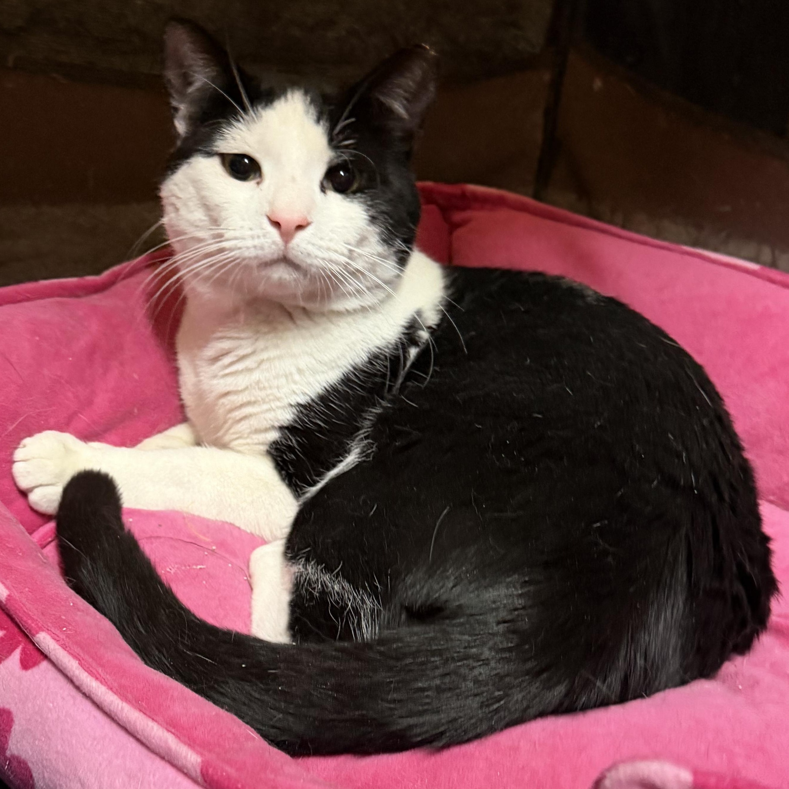 Enlarge Tocchet, a ADOPTABLE Domestic Short Hair in Maple Shade, NJ image 4/6