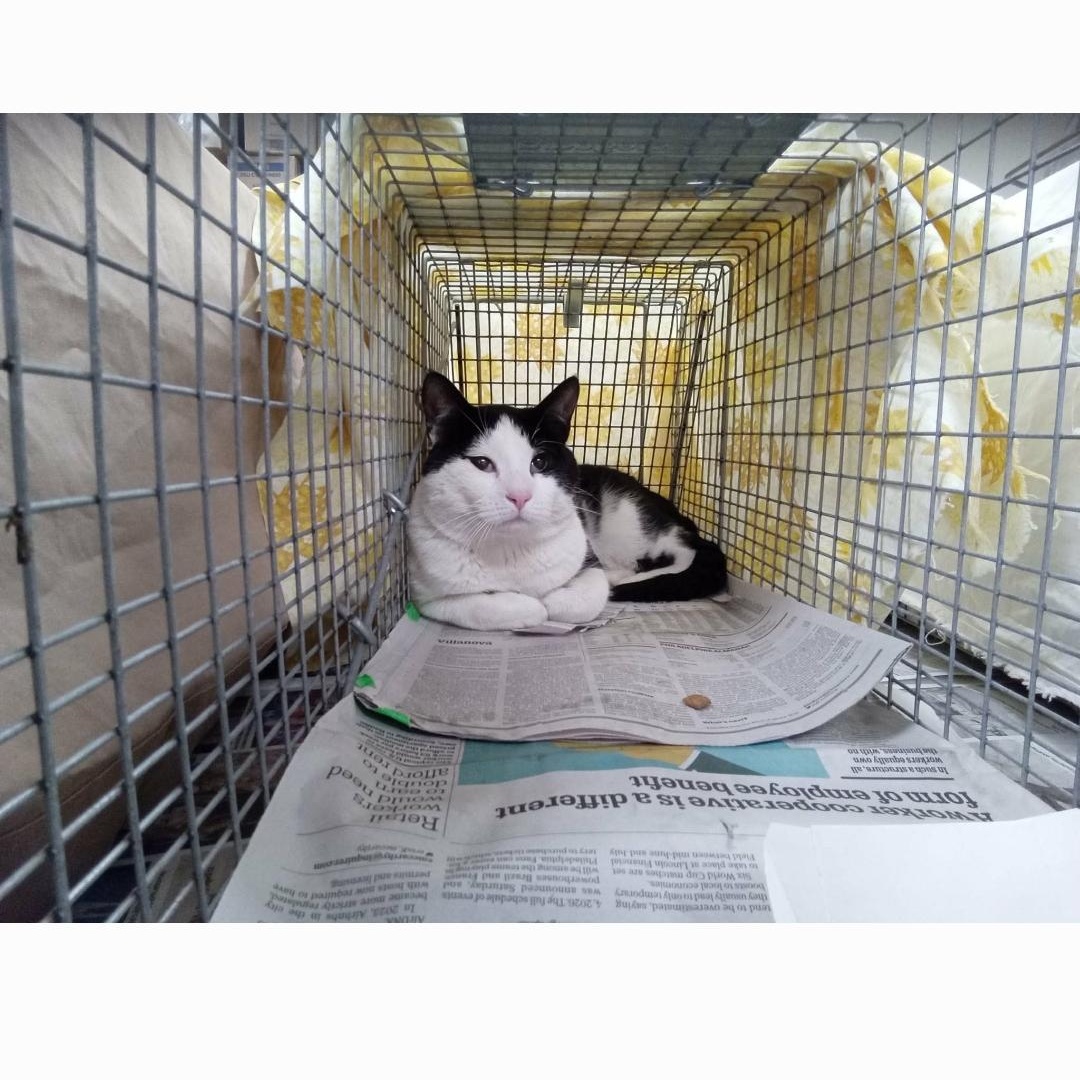Enlarge Tocchet, a ADOPTABLE Domestic Short Hair in Maple Shade, NJ image 3/6