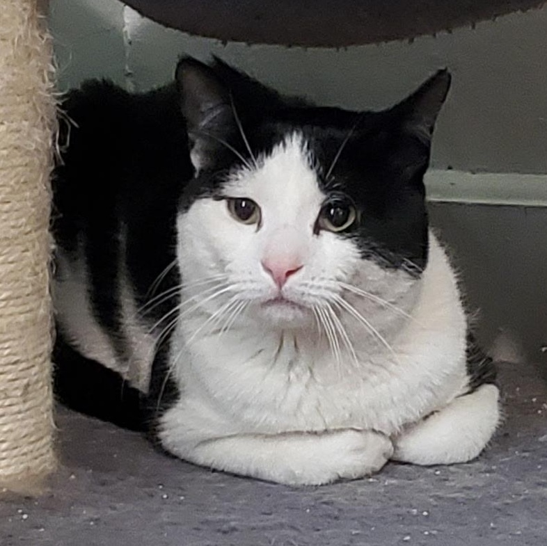 Enlarge Tocchet, a ADOPTABLE Domestic Short Hair in Maple Shade, NJ image 6/6