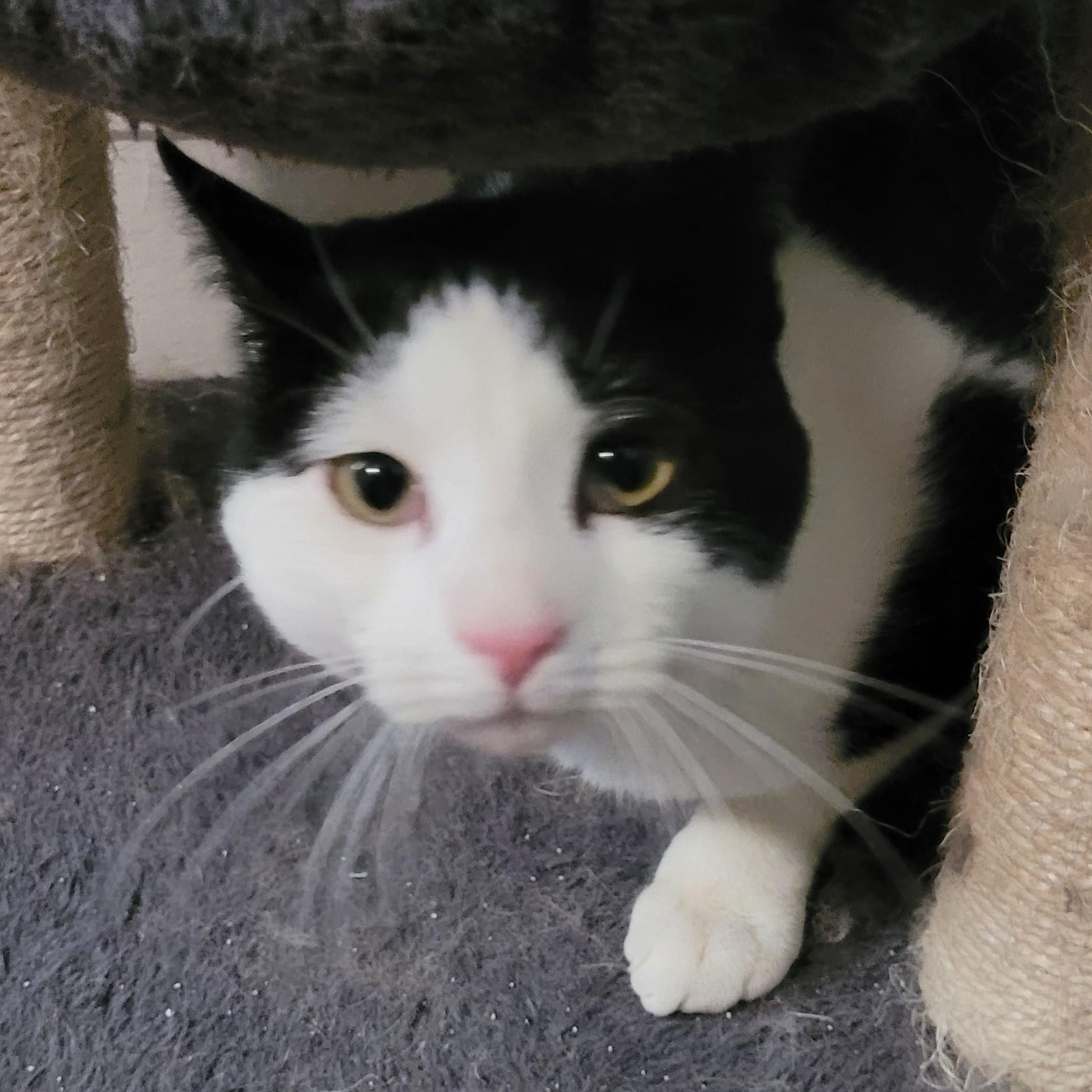 Enlarge Tocchet, a ADOPTABLE Domestic Short Hair in Maple Shade, NJ image 5/6