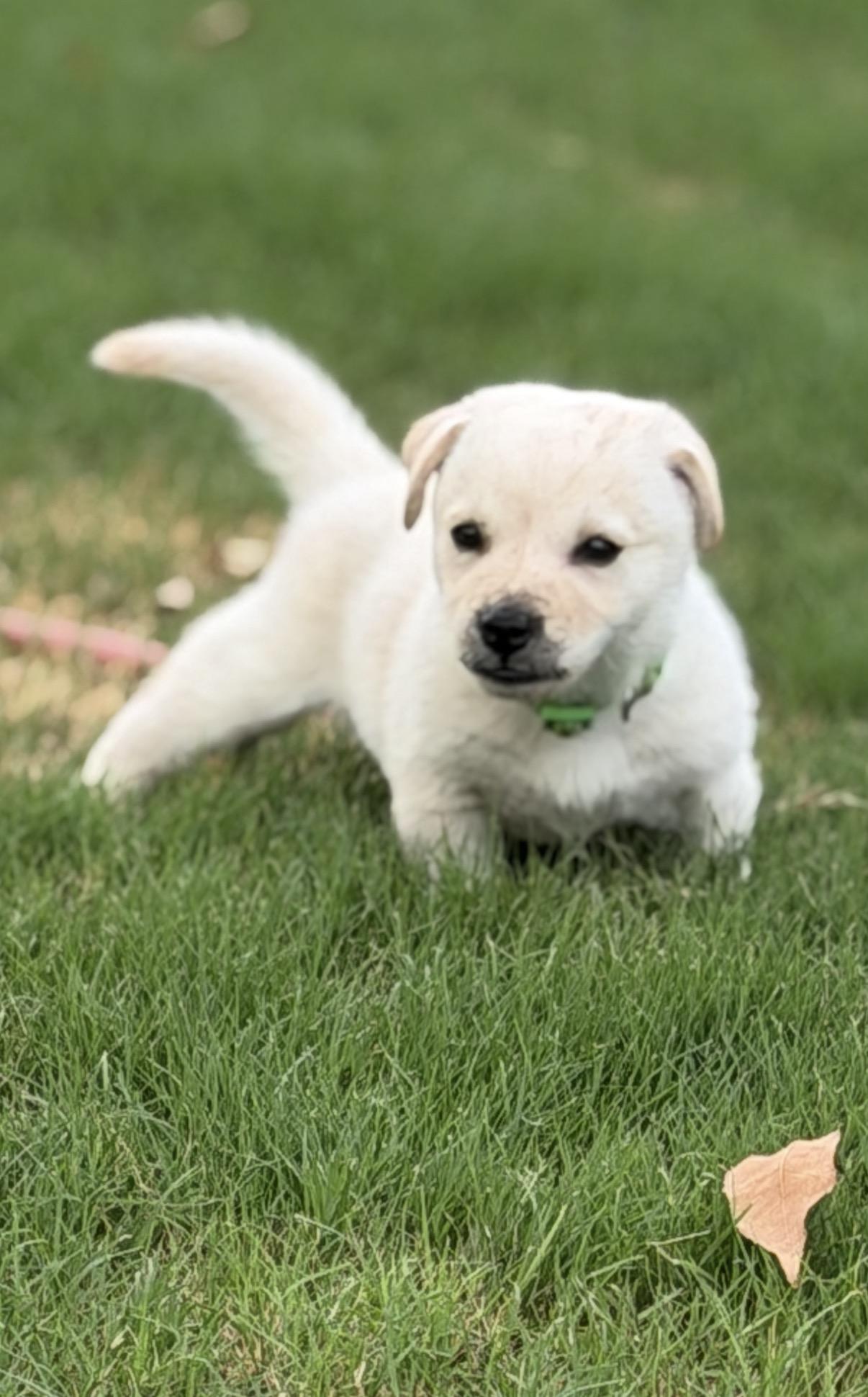 Ansel, a ADOPTABLE mixed breed in Gilbert, AZ image 2/6