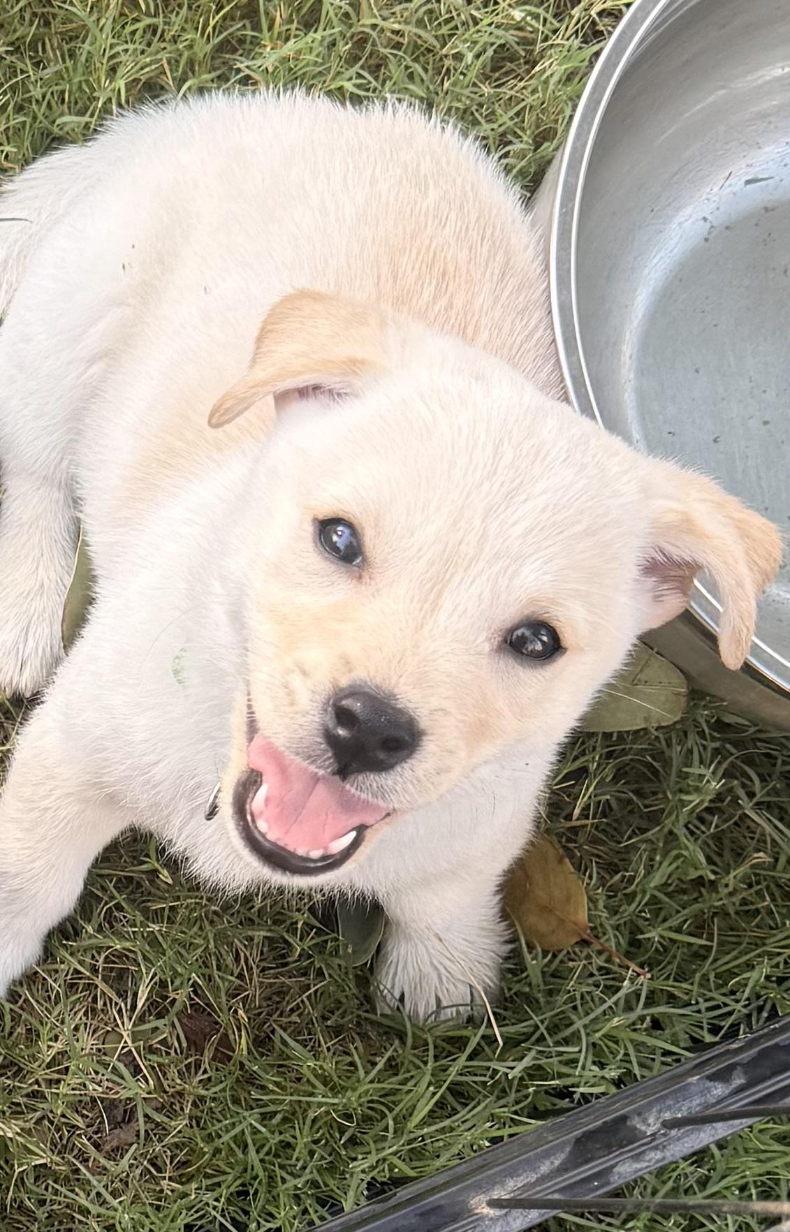 Ansel, a ADOPTABLE mixed breed in Gilbert, AZ image 6/6