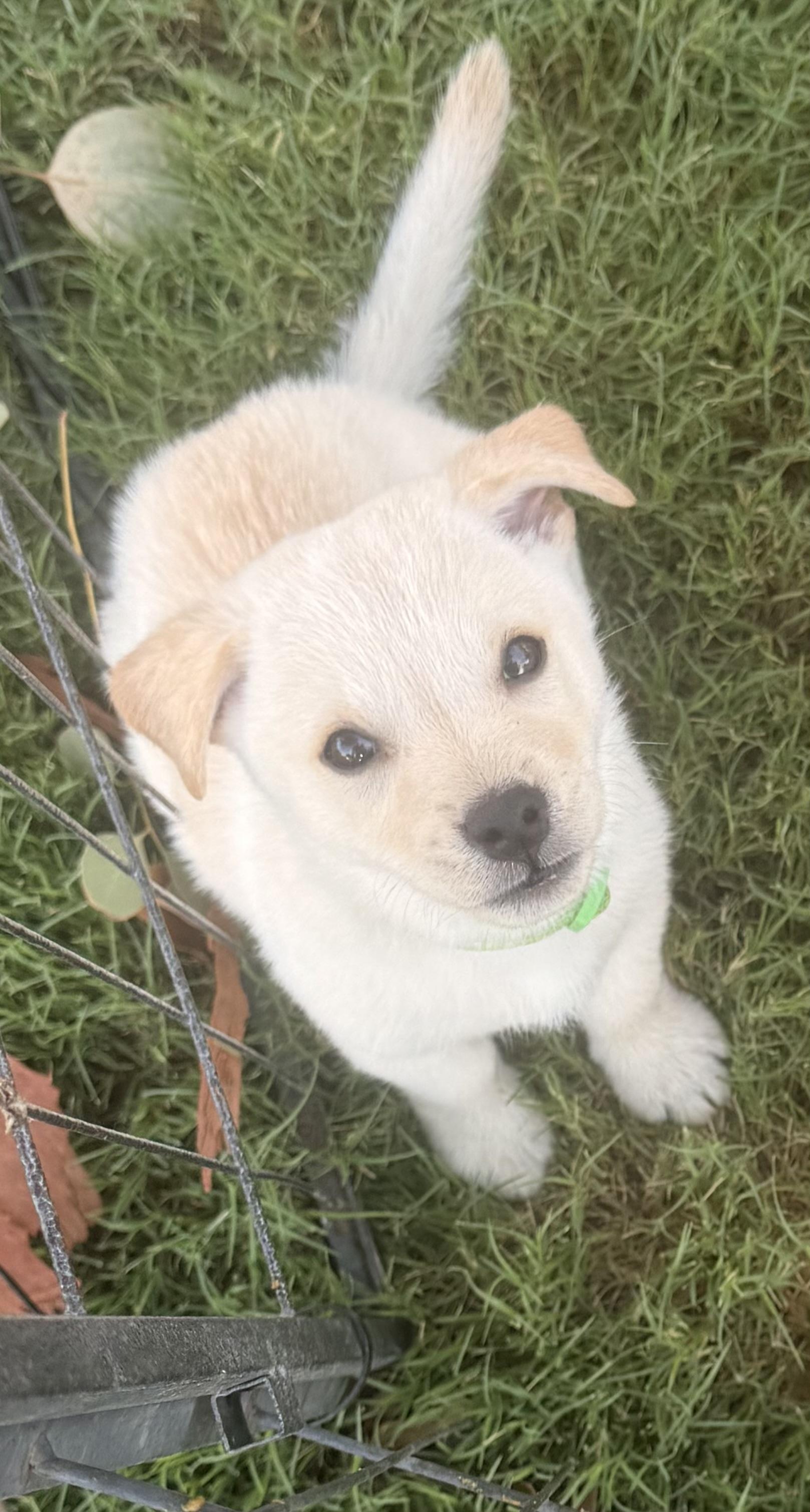 Ansel, ADOPTABLE, Puppy Male Puggle & Border Terrier.