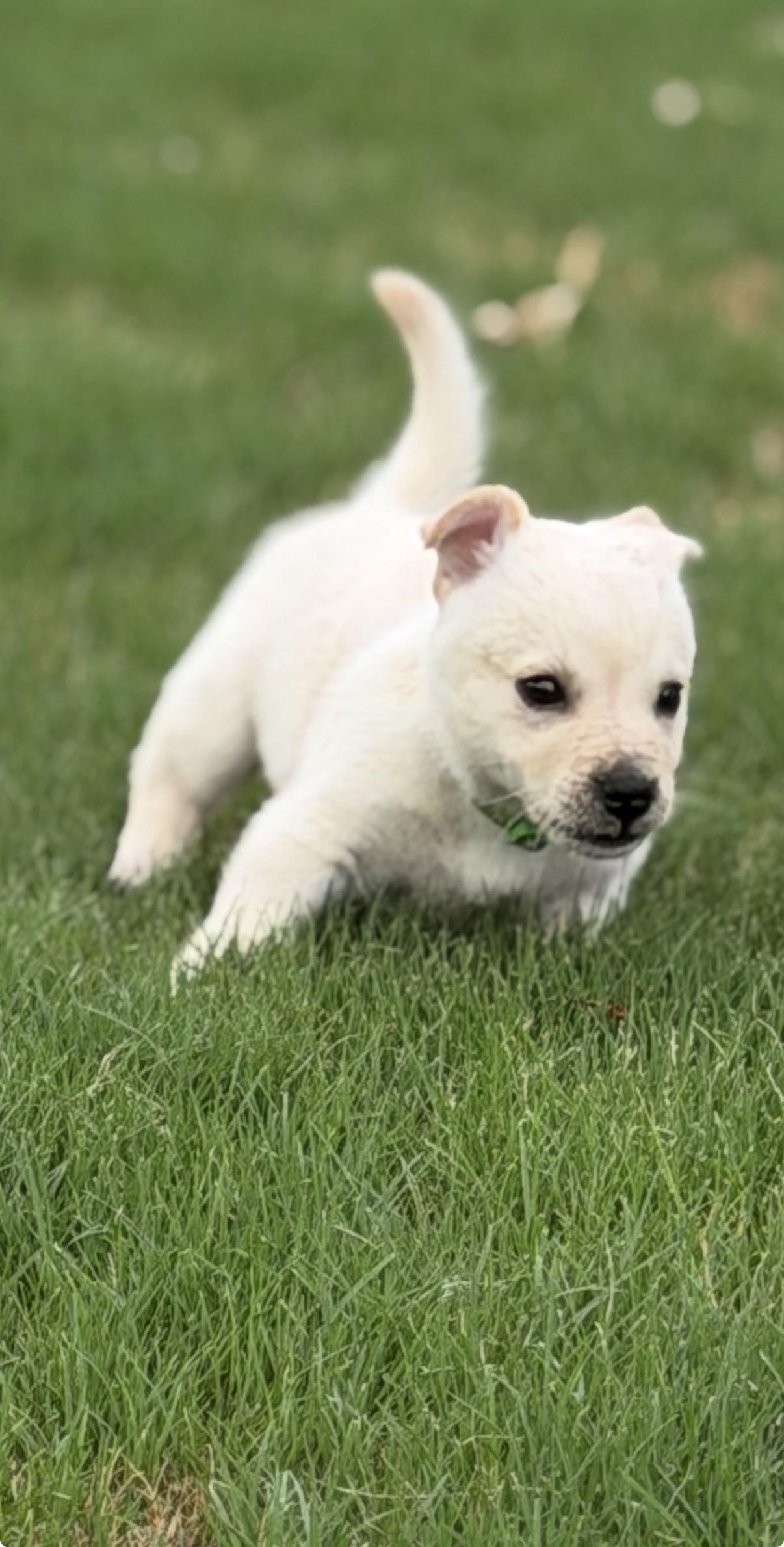 Ansel, a ADOPTABLE mixed breed in Gilbert, AZ image 4/6
