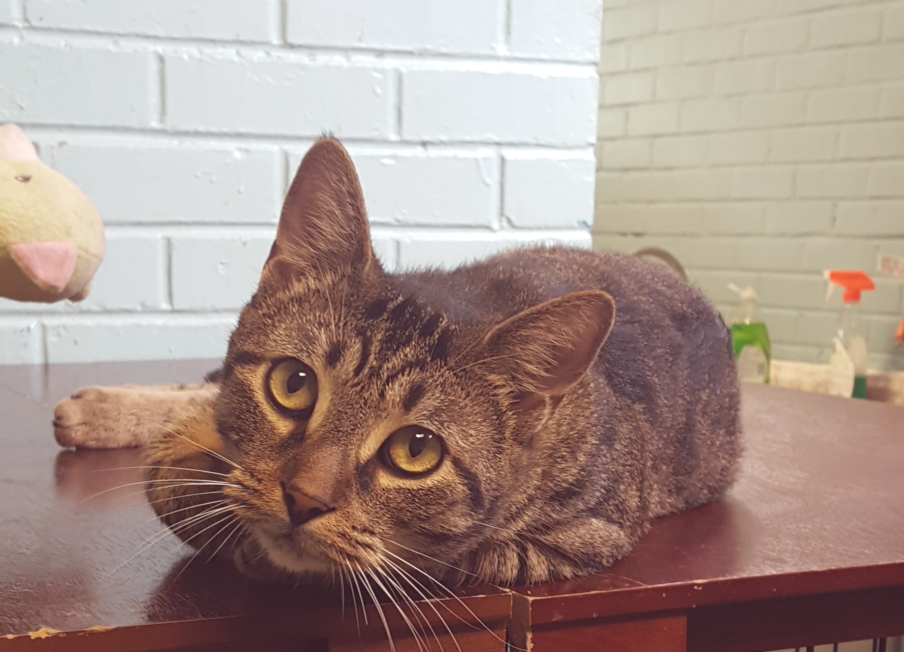 Enlarge Ian, a Adoptable Tabby in Hearne, TX image 2/3