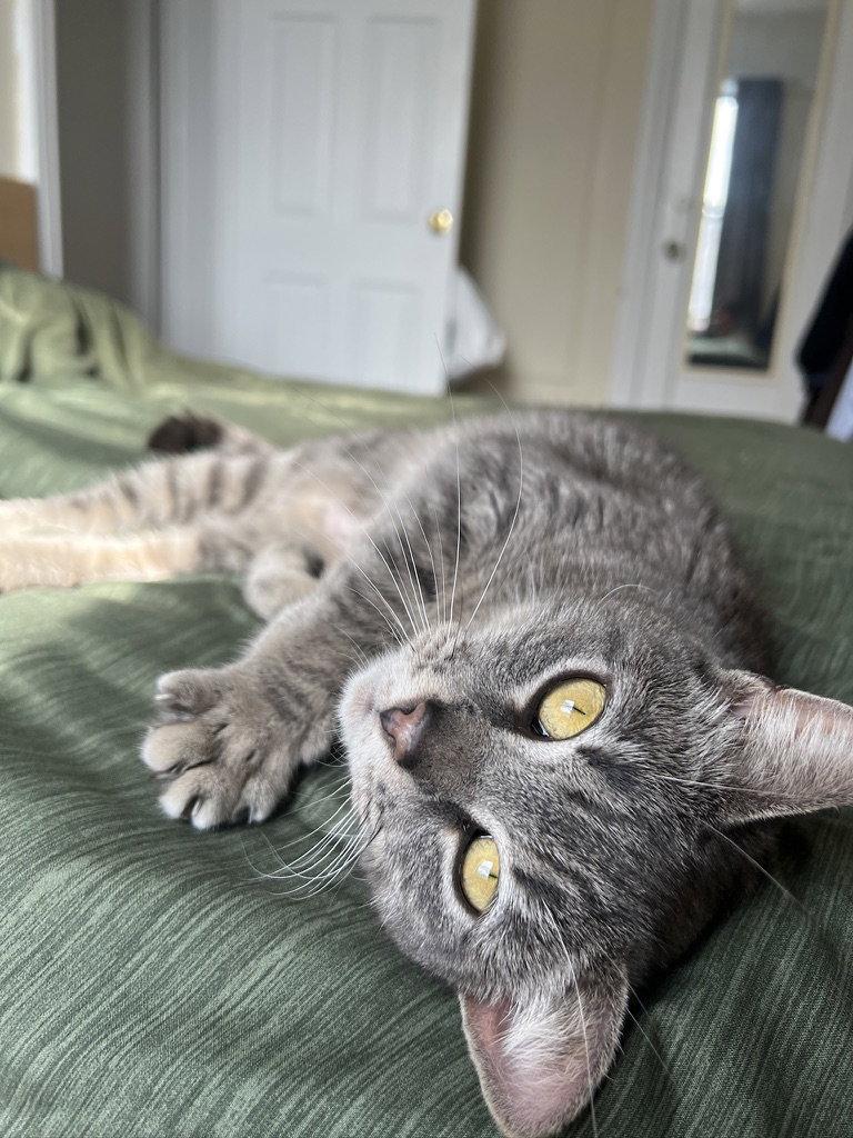 Yuri, Adoptable, Adult Female Domestic Short Hair.