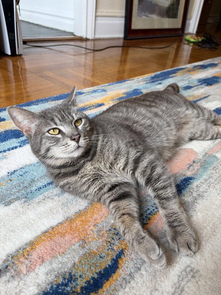 Enlarge Yuri, a Adoptable Domestic Short Hair in Brooklyn, NY image 2/3