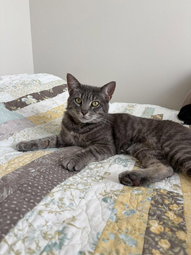 Enlarge Yuri, a Adoptable Domestic Short Hair in Brooklyn, NY image 3/3