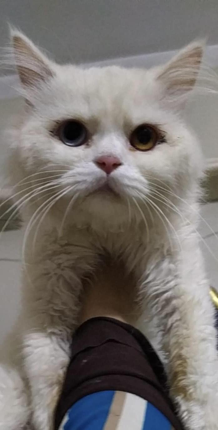 Mo (bi-colored eyes, deaf), an adoptable Persian in Fairfax, VA, 22030 | Photo Image 1