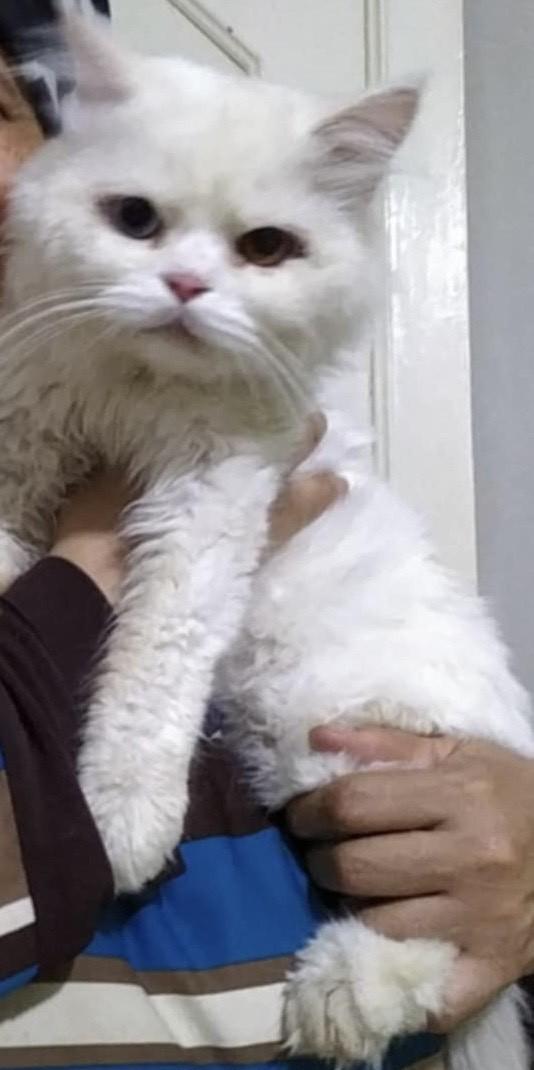 Mo (bi-colored eyes, deaf), an adoptable Persian in Fairfax, VA, 22030 | Photo Image 2