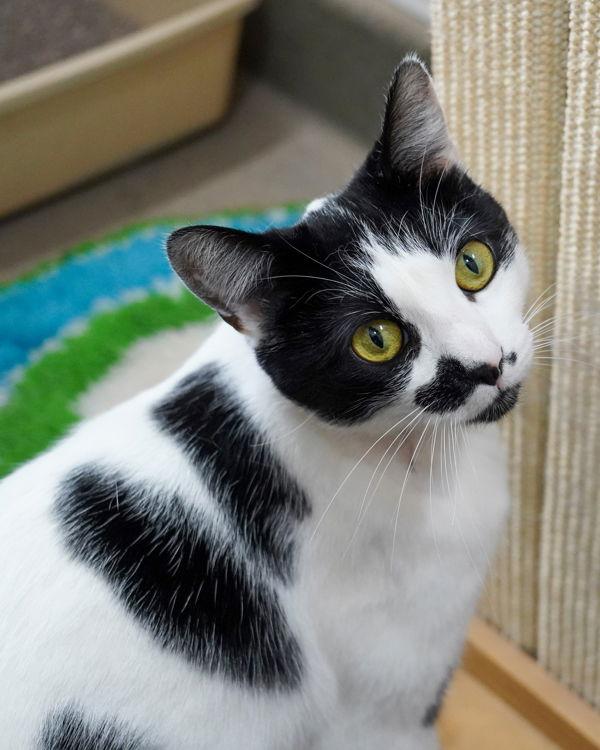 Enlarge Jazzy 289518, a Adopted Domestic Short Hair in Petaluma, CA image 1/2