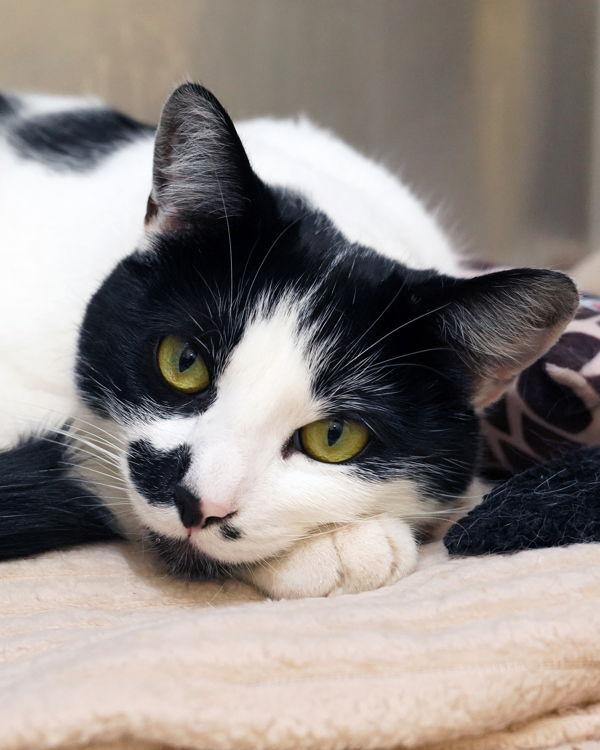 Enlarge Jazzy 289518, a Adopted Domestic Short Hair in Petaluma, CA image 2/2