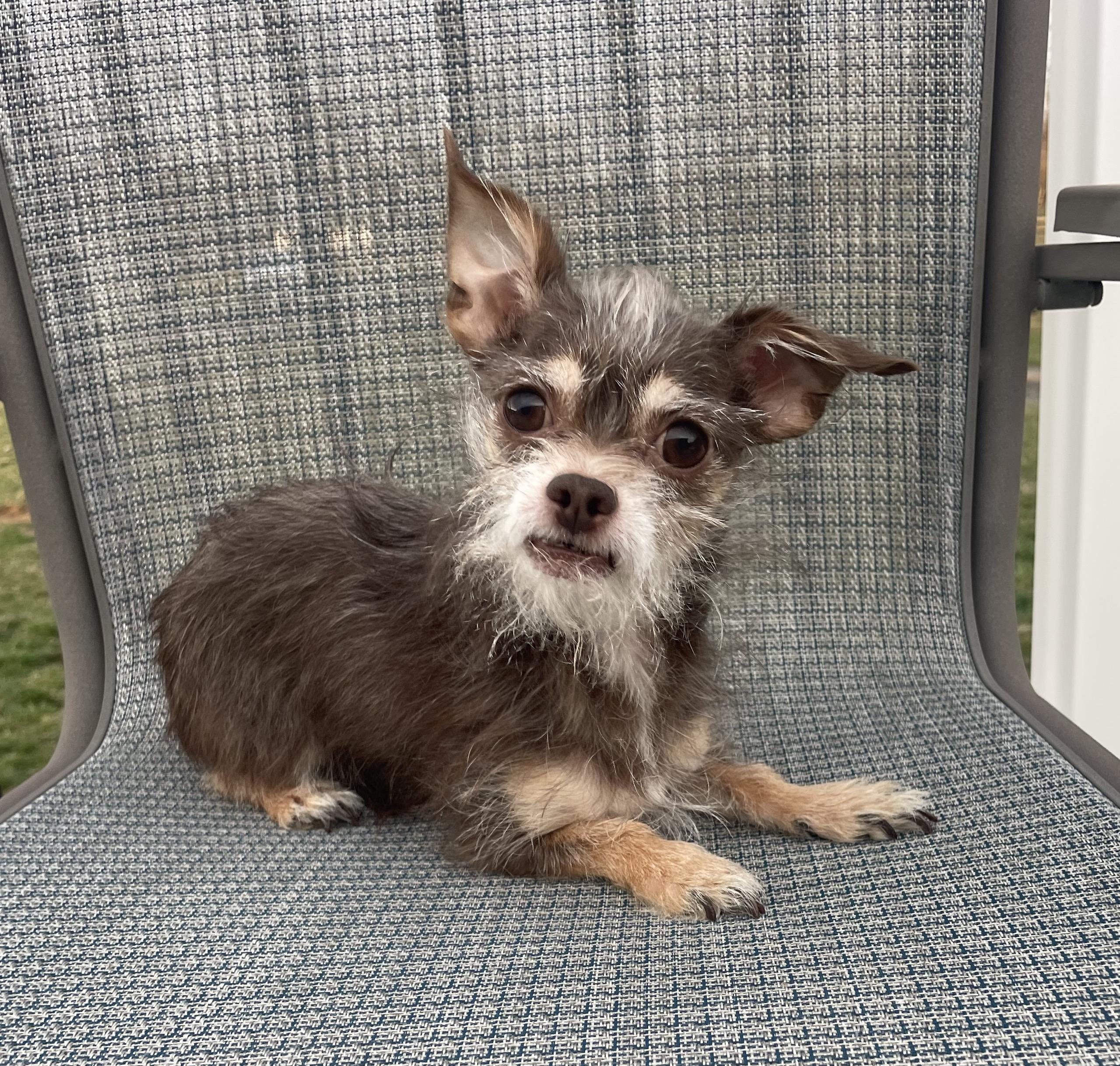 GOOSE, ADOPTABLE, Senior Male Chihuahua & Terrier.