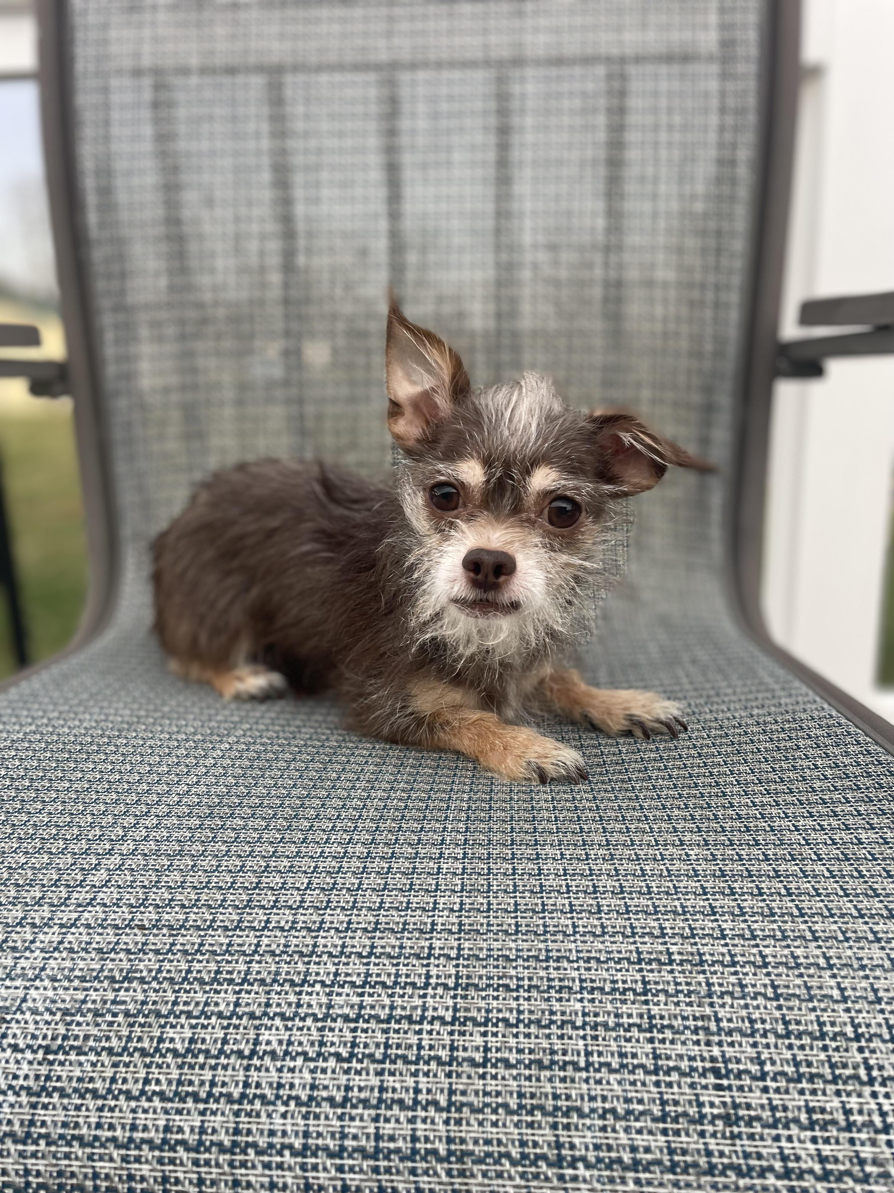 Enlarge GOOSE, a ADOPTABLE mixed breed in Hamilton, NJ image 3/4