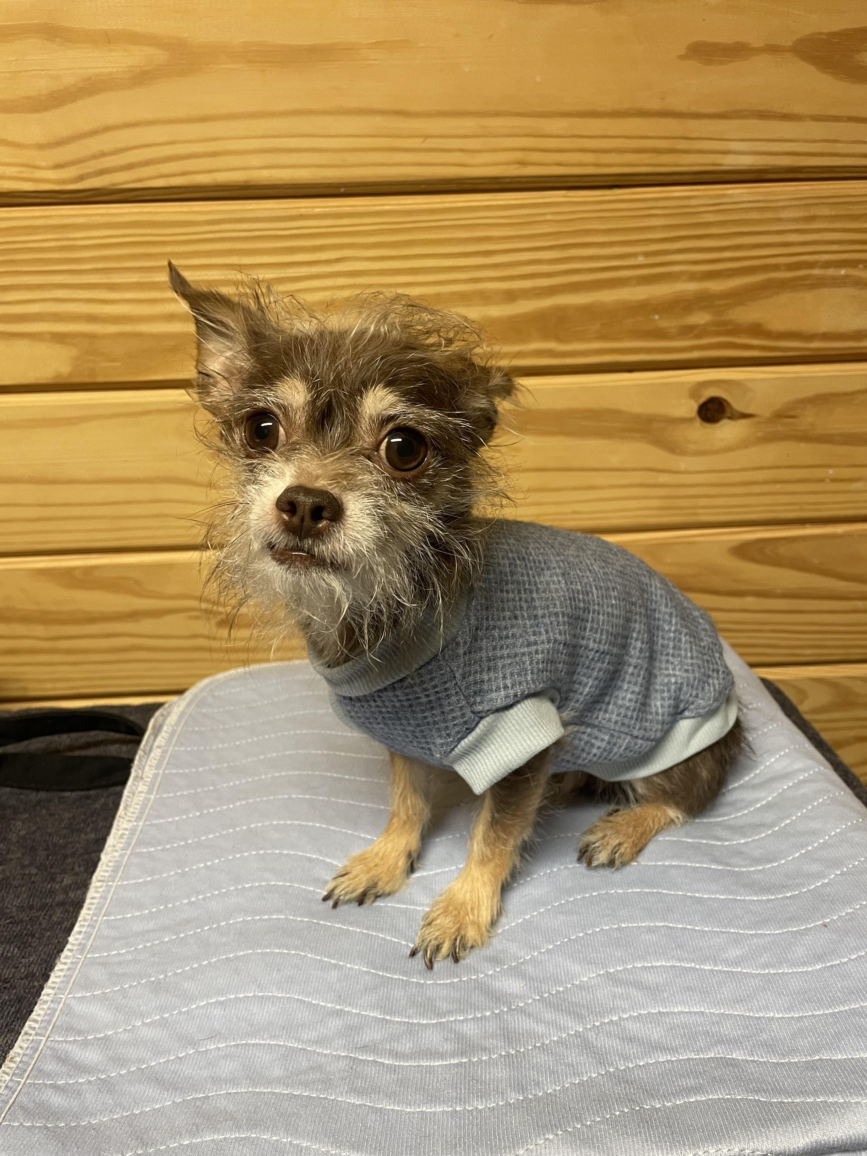 Enlarge GOOSE, a ADOPTABLE mixed breed in Hamilton, NJ image 4/4