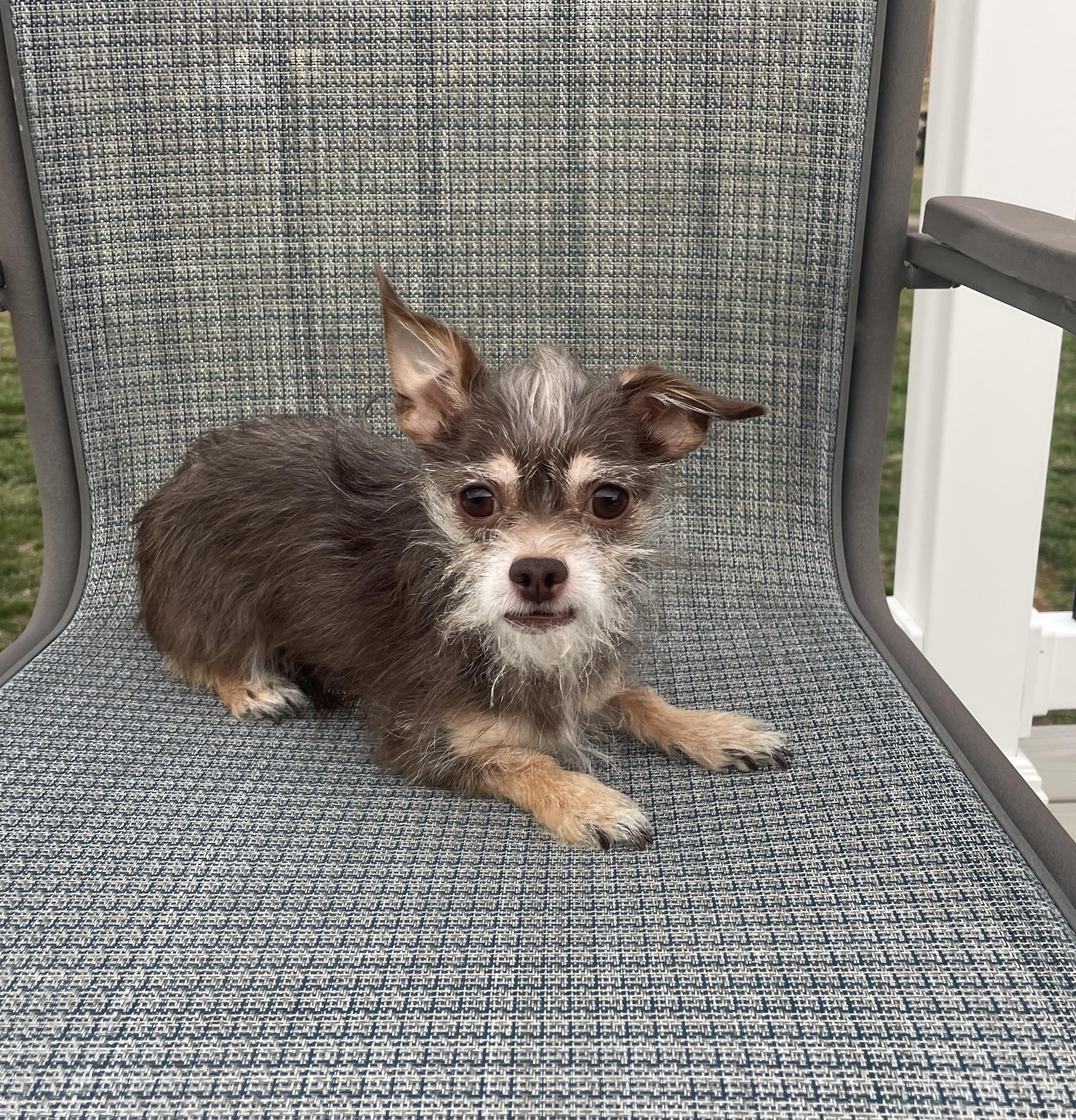 Enlarge GOOSE, a ADOPTABLE mixed breed in Hamilton, NJ image 2/4