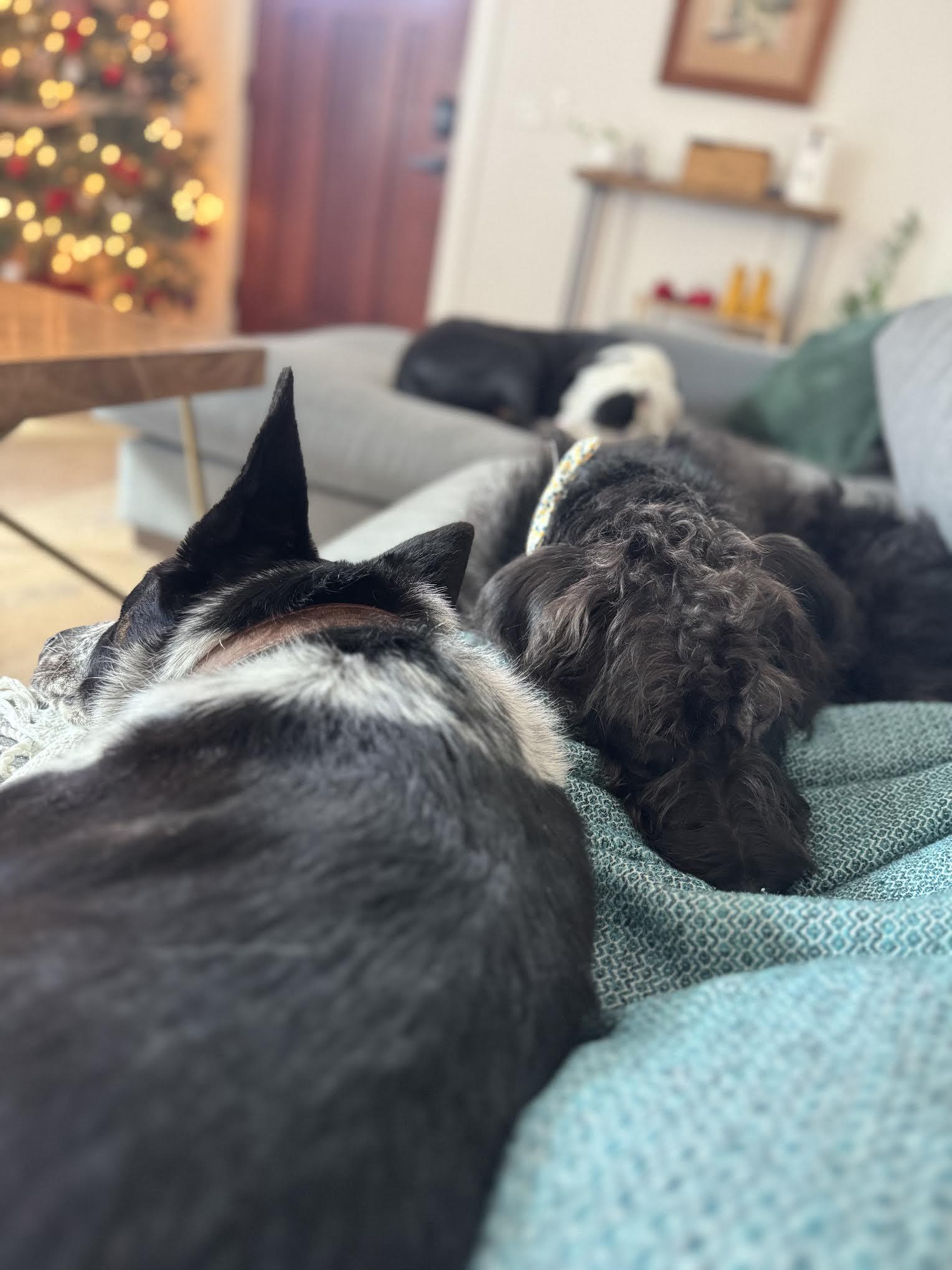 Enlarge Pluto, a ADOPTABLE mixed breed in Boulder, CO image 5/6