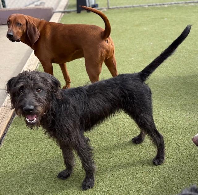 Enlarge Pluto, a ADOPTABLE mixed breed in Boulder, CO image 3/6