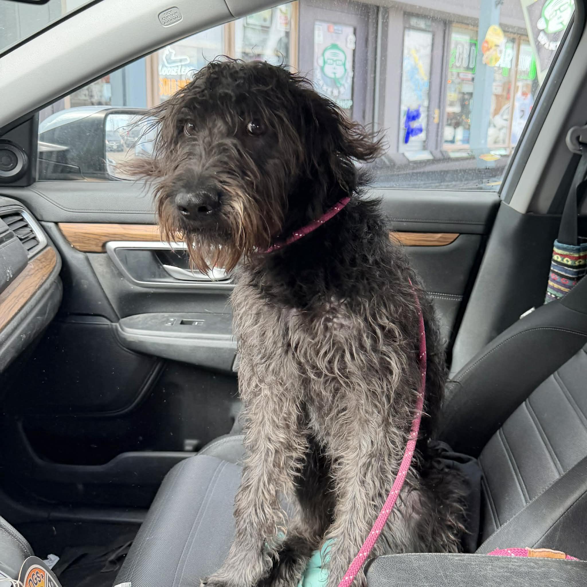 Enlarge Pluto, a ADOPTABLE mixed breed in Boulder, CO image 6/6