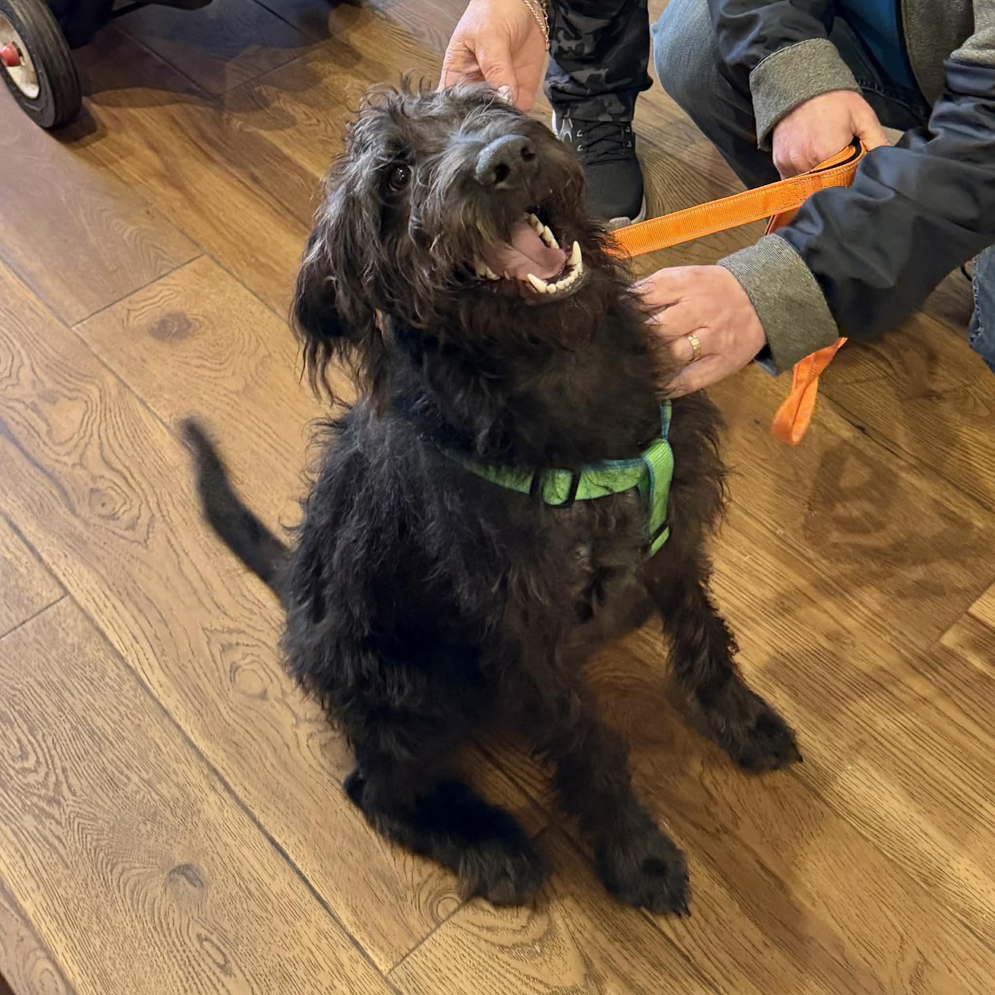 Enlarge Pluto, a ADOPTABLE mixed breed in Boulder, CO image 2/6