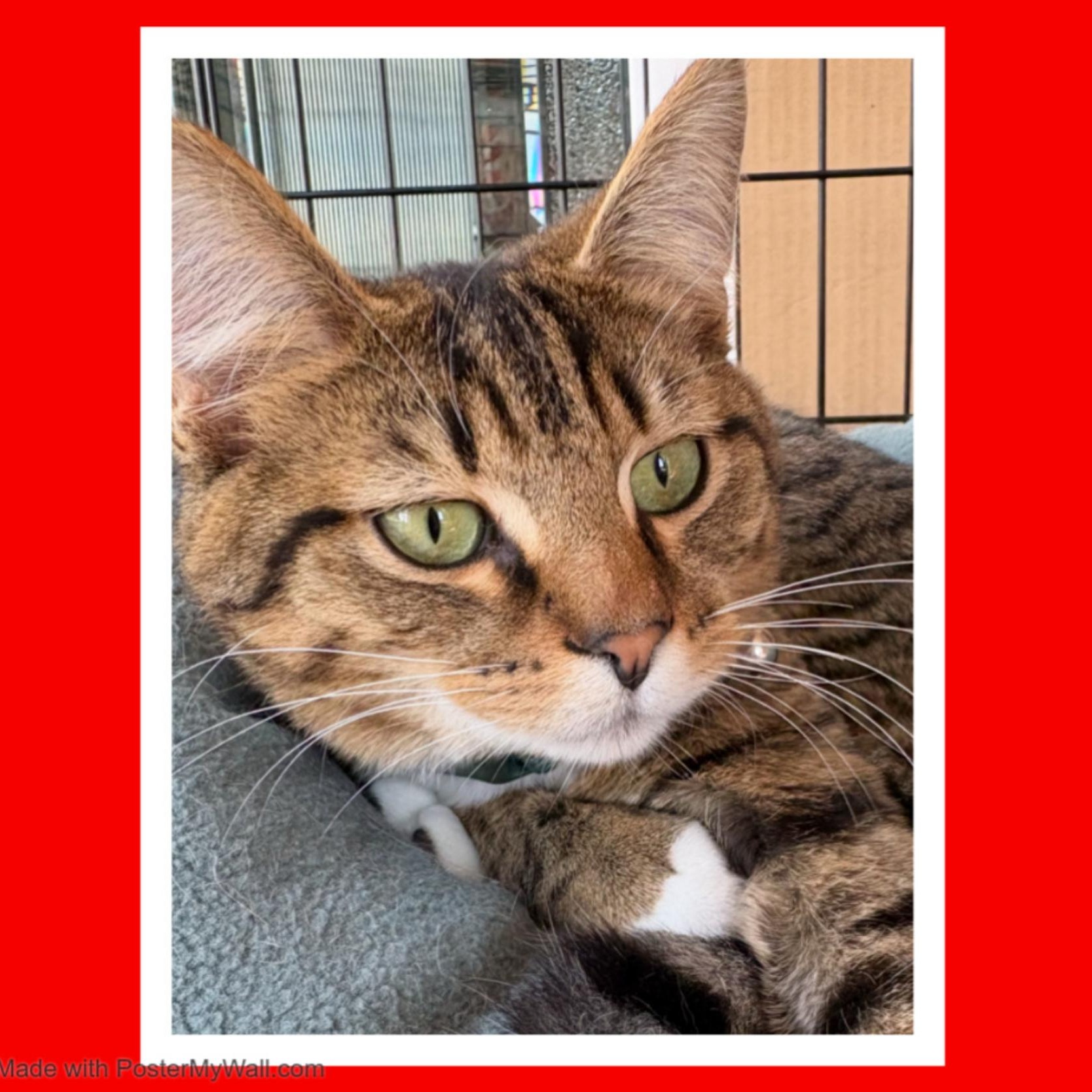 Enlarge Sequoia Boy, a Adoptable mixed breed in Beaverton, OR image 5/6