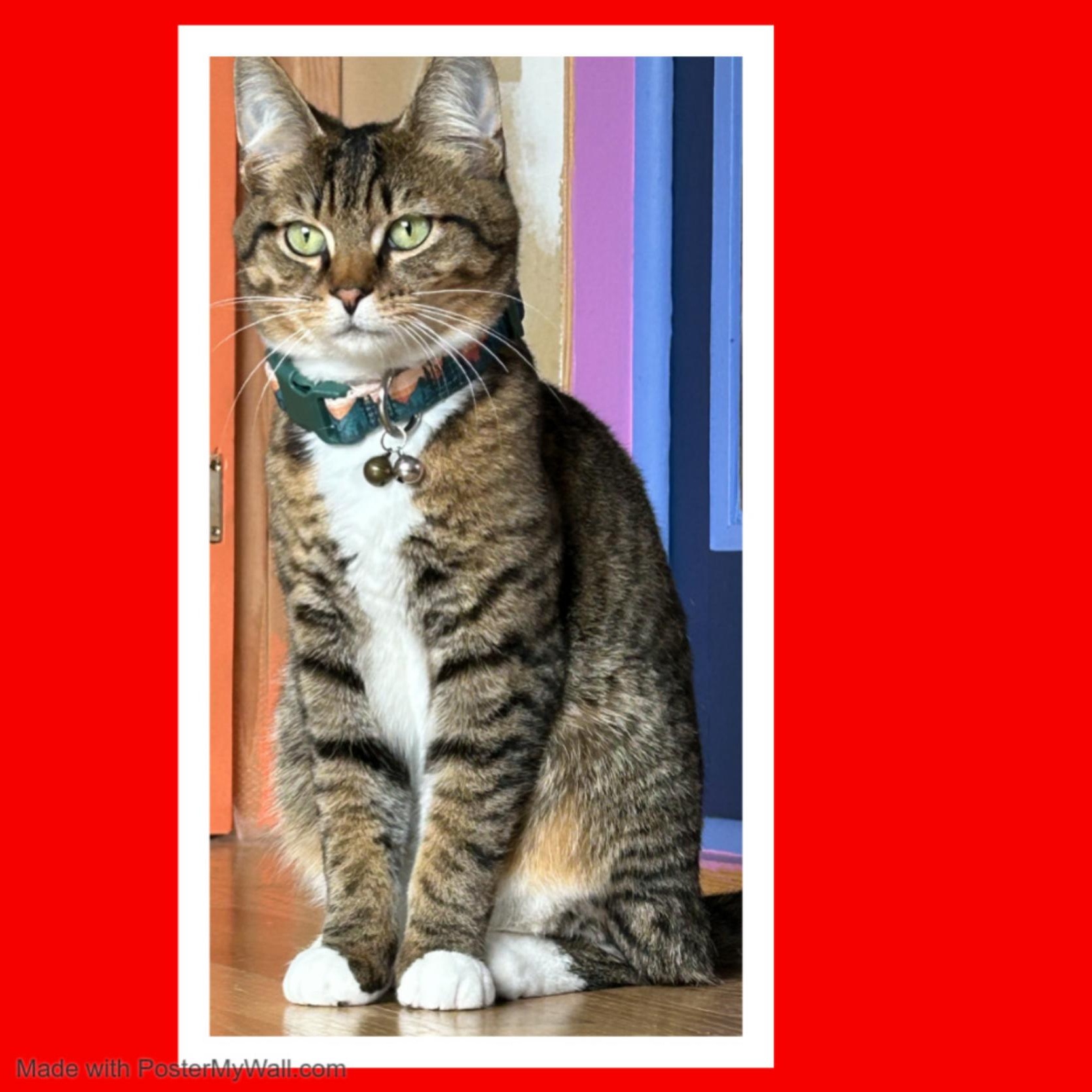 Enlarge Sequoia Boy, a Adoptable mixed breed in Beaverton, OR image 3/6