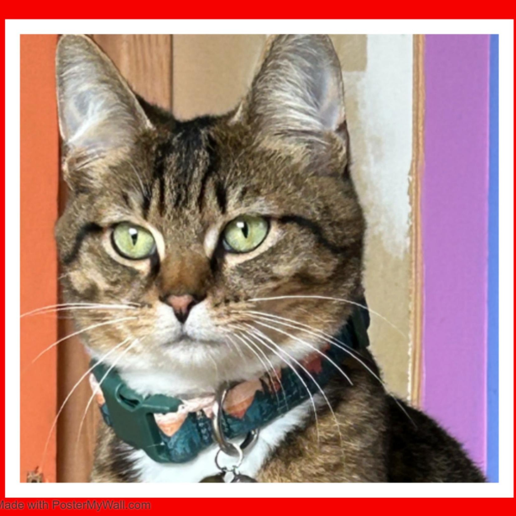 Enlarge Sequoia Boy, a Adoptable mixed breed in Beaverton, OR image 2/6