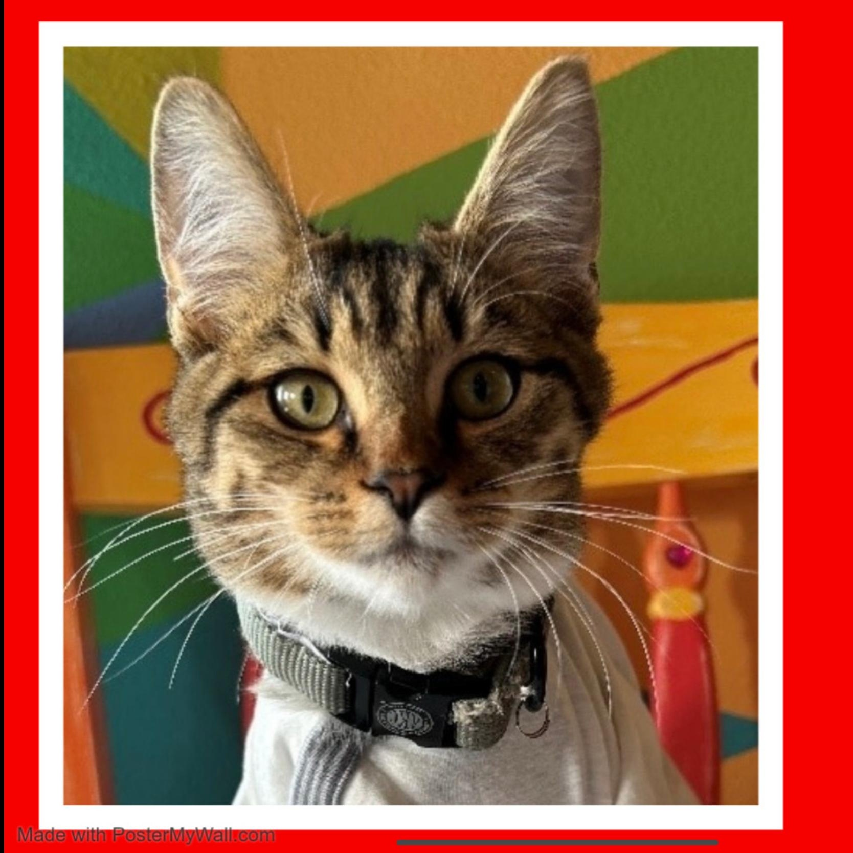 Enlarge Sequoia Boy, a Adoptable mixed breed in Beaverton, OR image 1/6